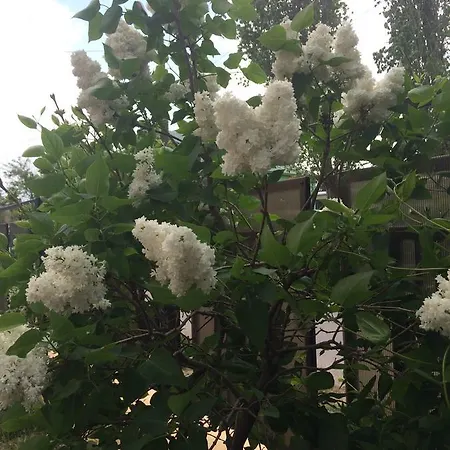 Patricia 3* Eforie Nord