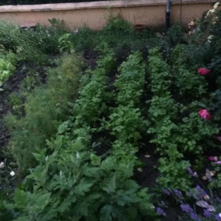 Patricia Konukevi Eforie Nord