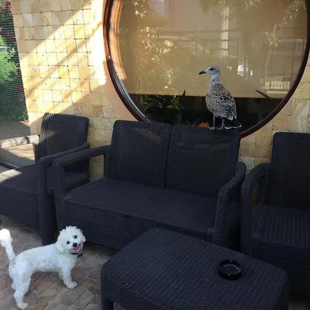 Patricia Konukevi 3*