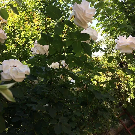 Konukevi Patricia 3*